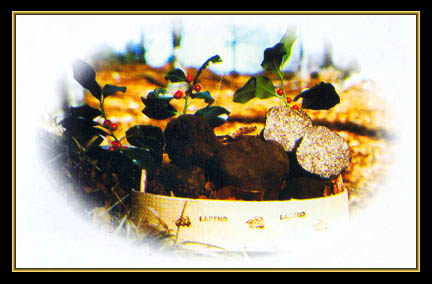 tartufi