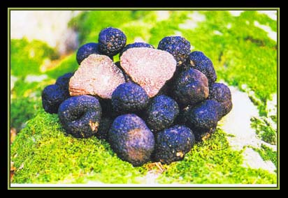 tartufi